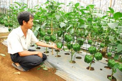 Vĩnh Phúc Nhiều giống ớt chất lượng, năng suất cao được đưa tới nông dân